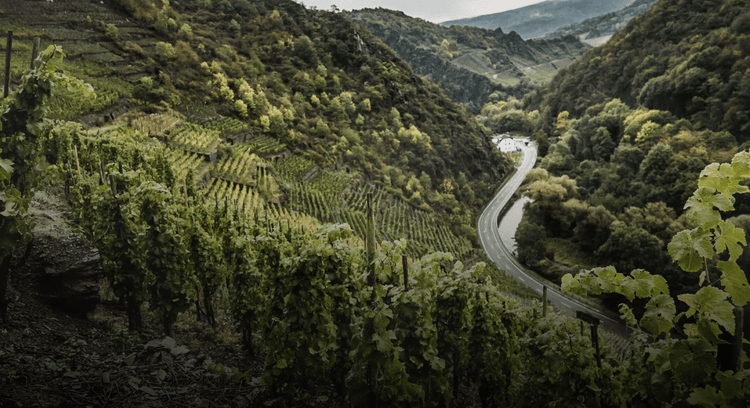 Ahrtal – Die Perle der deutschen Weinkultur - WineAmigos