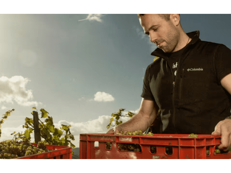 Weingut Pieper - WineAmigos