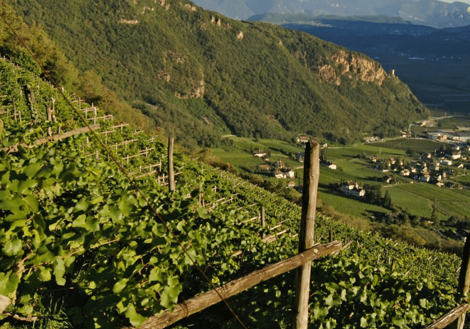 Cantina Terlan - WineAmigos