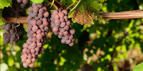 Grauburgunder: Alles Wissenswerte über den Pinot Gris - WineAmigos