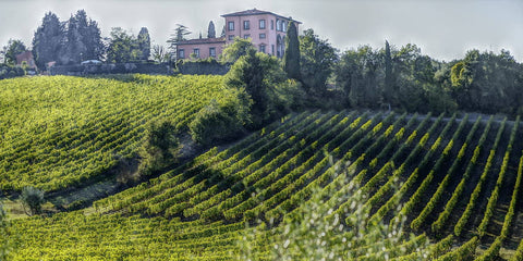 Italienischer Wein: Rebsorten und Anbaugebiete in Italien - WineAmigos