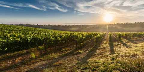 Rioja Wein: Von Crianza bis Gran Reserva - WineAmigos