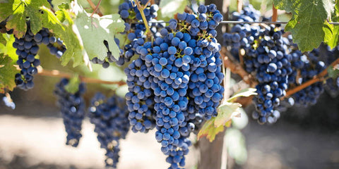 Terroir: Wie Klima, Boden und Gelände den Wein prägen - WineAmigos