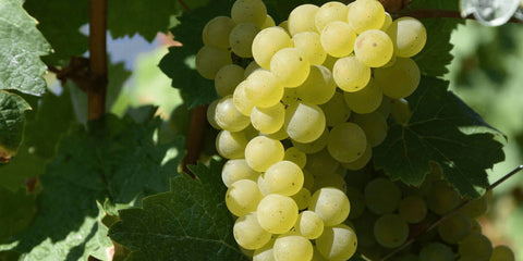 Riesling Weißwein: Ein echter Rheinländer und Multitalent