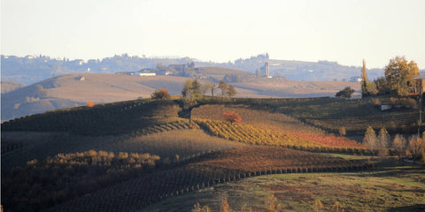 Barolo: Rotwein der Könige aus der Nebbiolo-Rebe