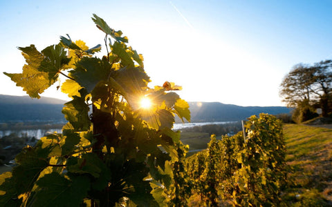 Weinanbaugebiete in Deutschland: Das sind die 13 offiziellen - WineAmigos