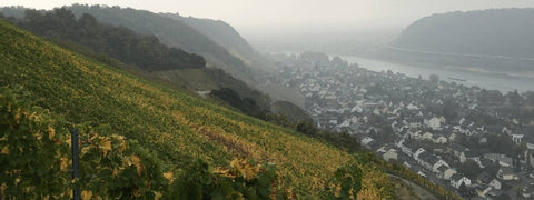 Weinlese in der Steillage am Mittelrhein - WineAmigos