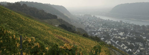 Weinlese in der Steillage am Mittelrhein - WineAmigos