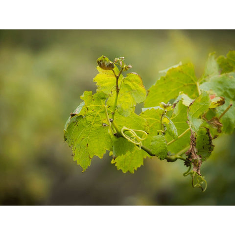 Wie ich die Würde des Weinbaus erhalte! - WineAmigos